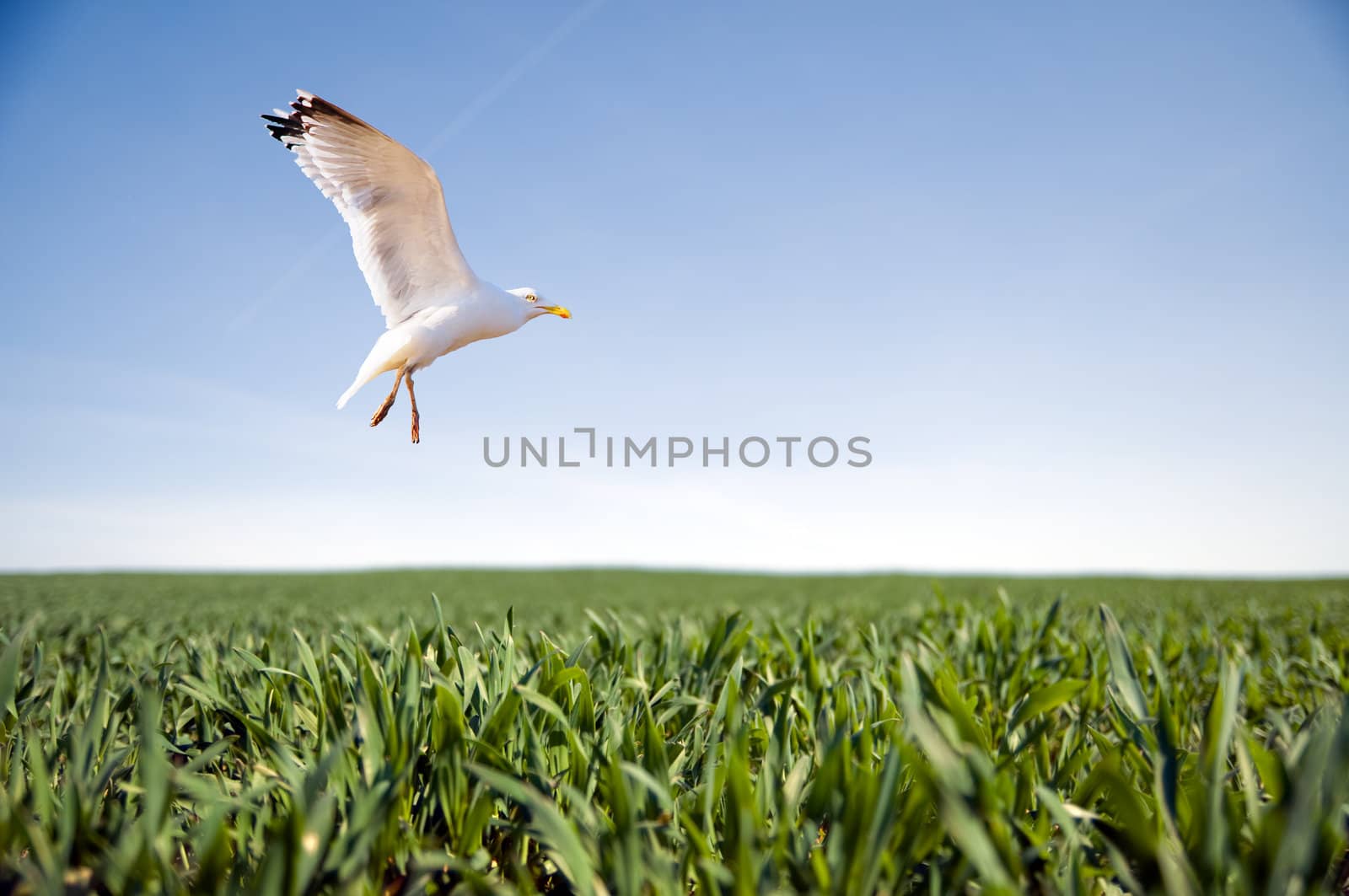 A beautiful bird flying over green field
