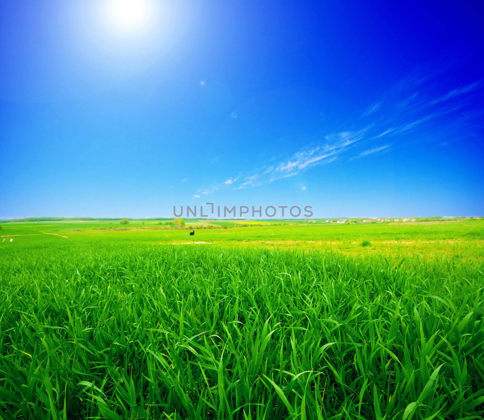 Rural summer landscape. Green meadow and clear blue sky