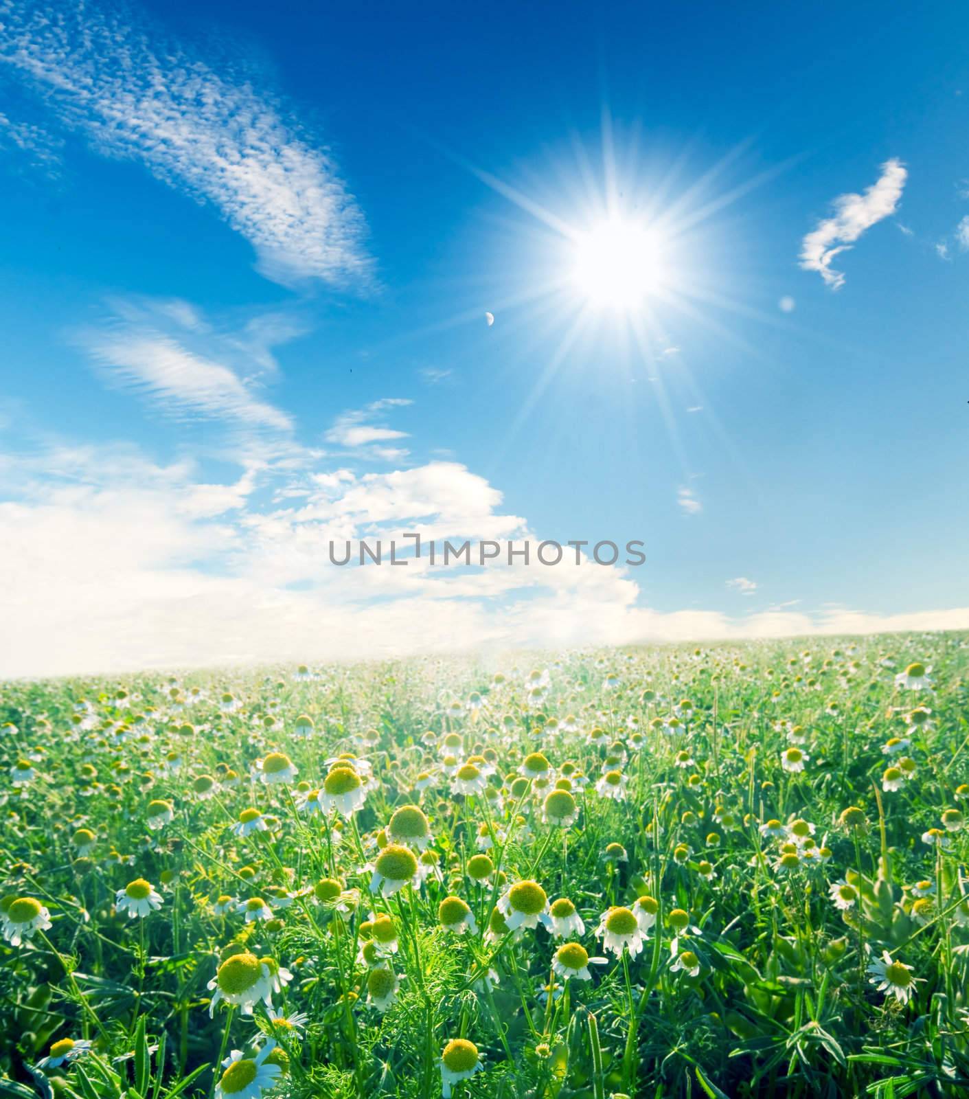 Flowers on the spring meadow under sunny blue sky