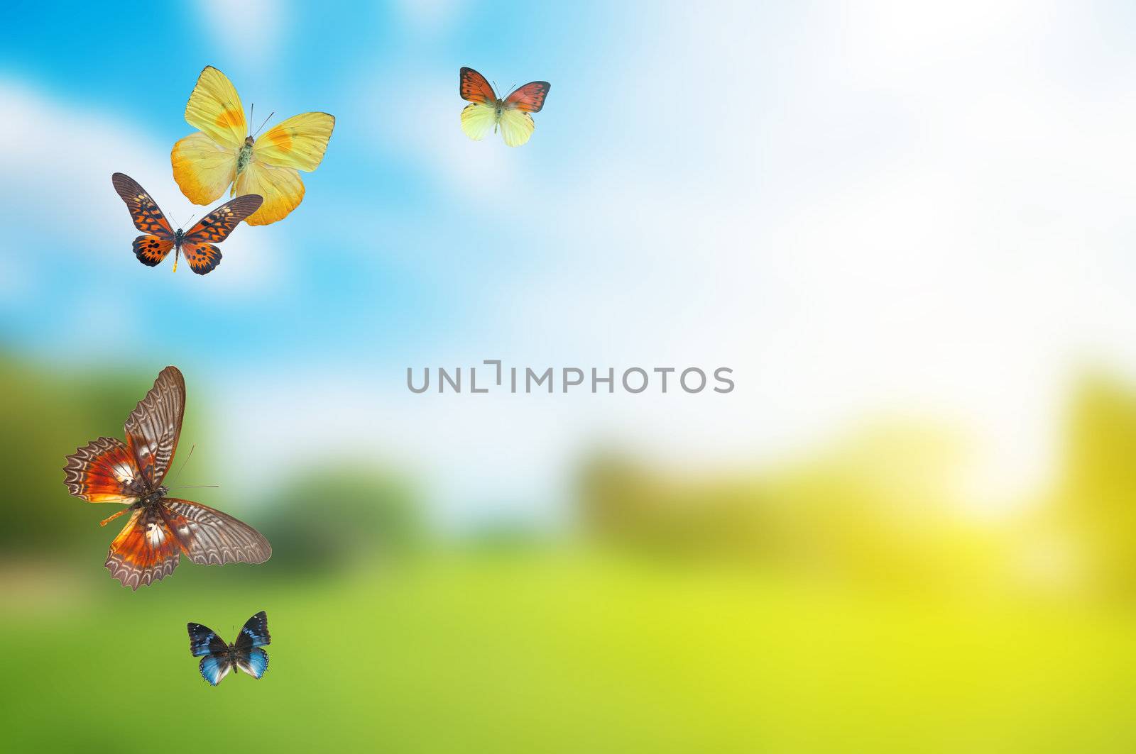 Butterfly spring field. A group o colorful butterflies in the spring summer grass land