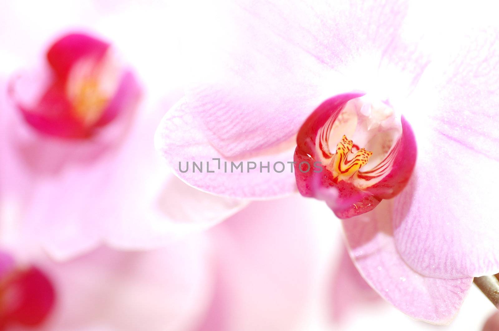 SPA flowers. Beautiful orchids background