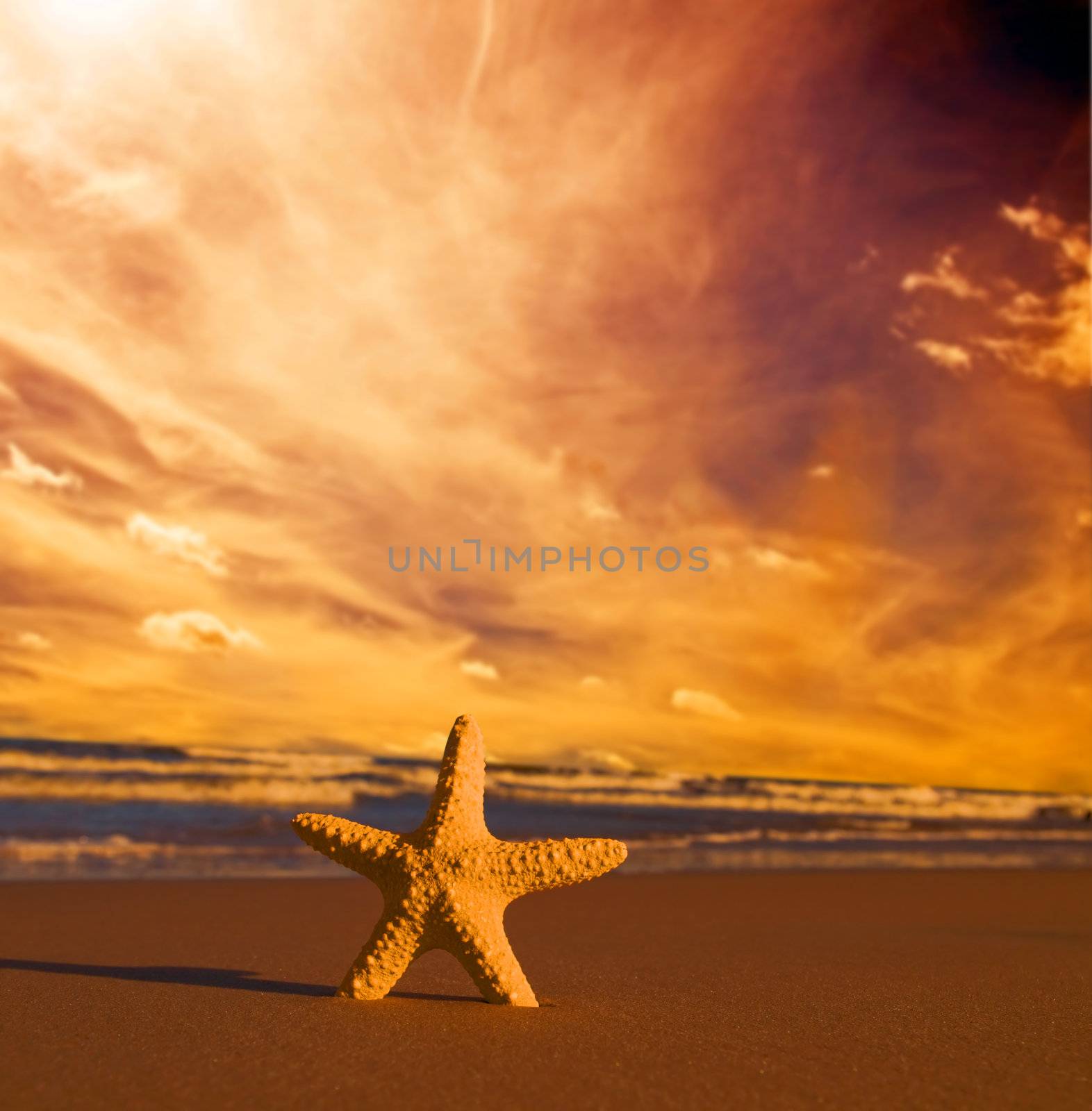 Starfish on summer beach at sunset. Travel, vacation concepts