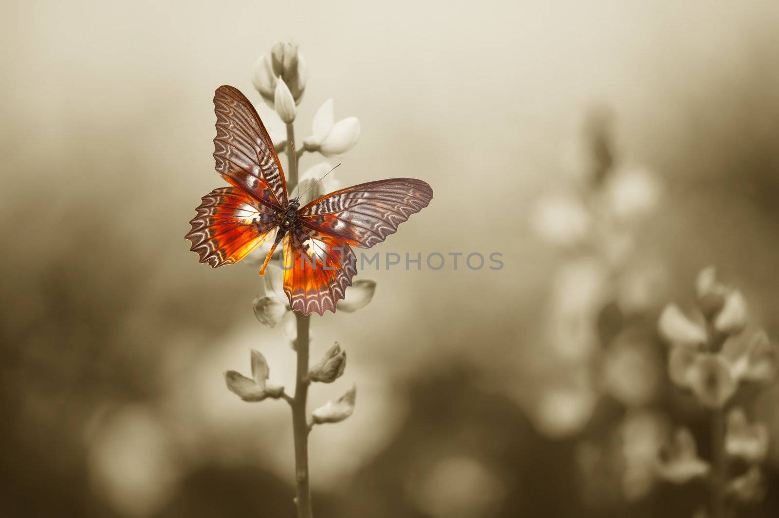 A red butterfly in the moody sepia flowers field.