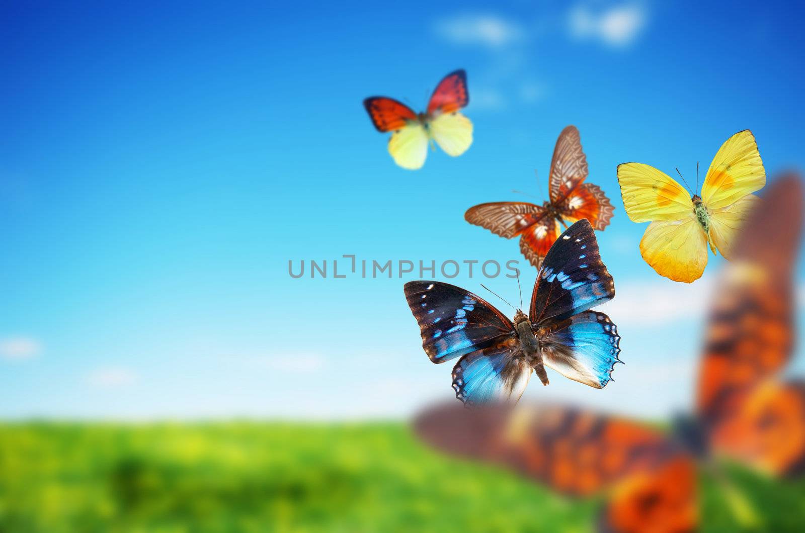 Butterfly spring field. A group o colorful butterflies in the spirng summer grass land