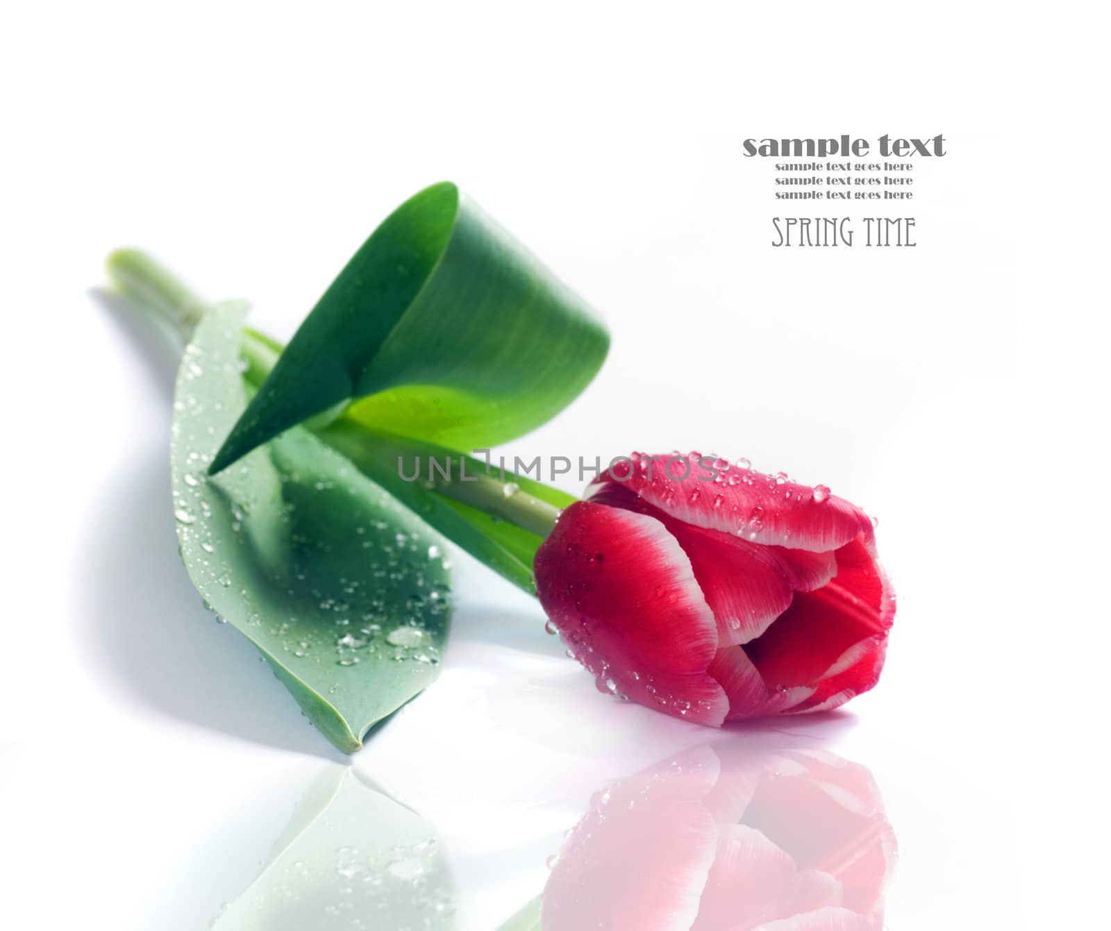 Fresh spring tulip with water droplets on white background