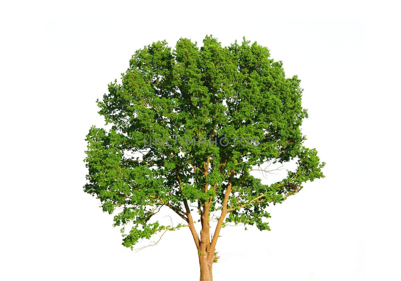 Green tree isolated on white background