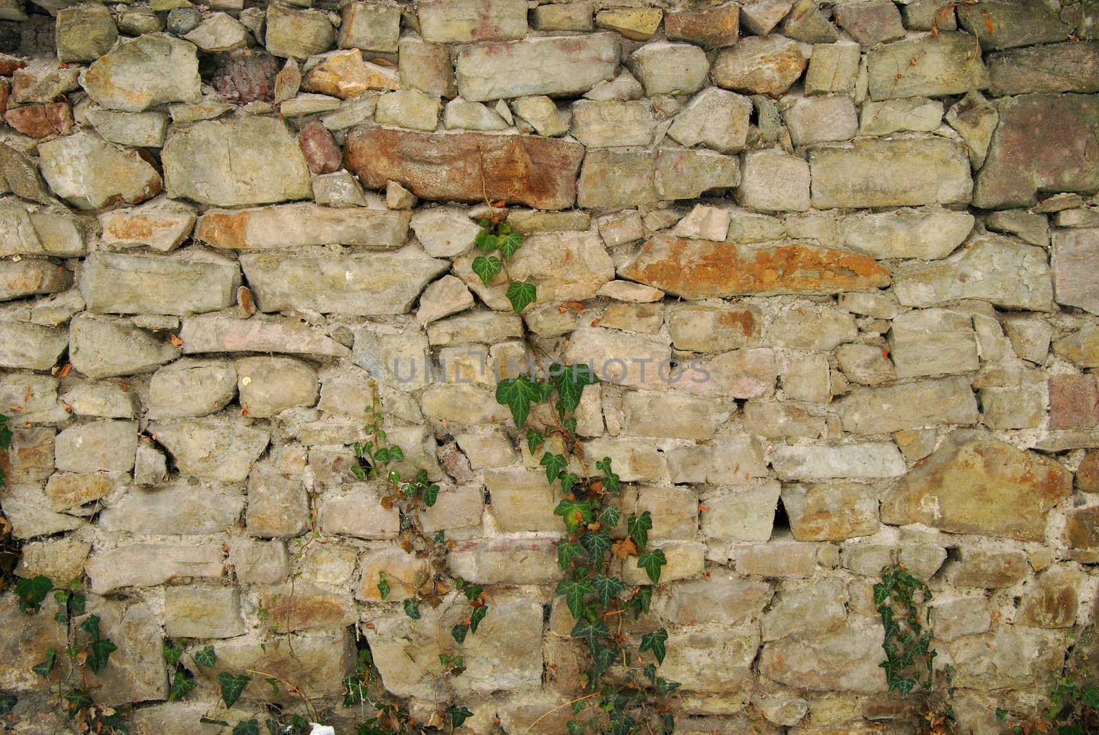 Stone park wall, dry walling and ivy