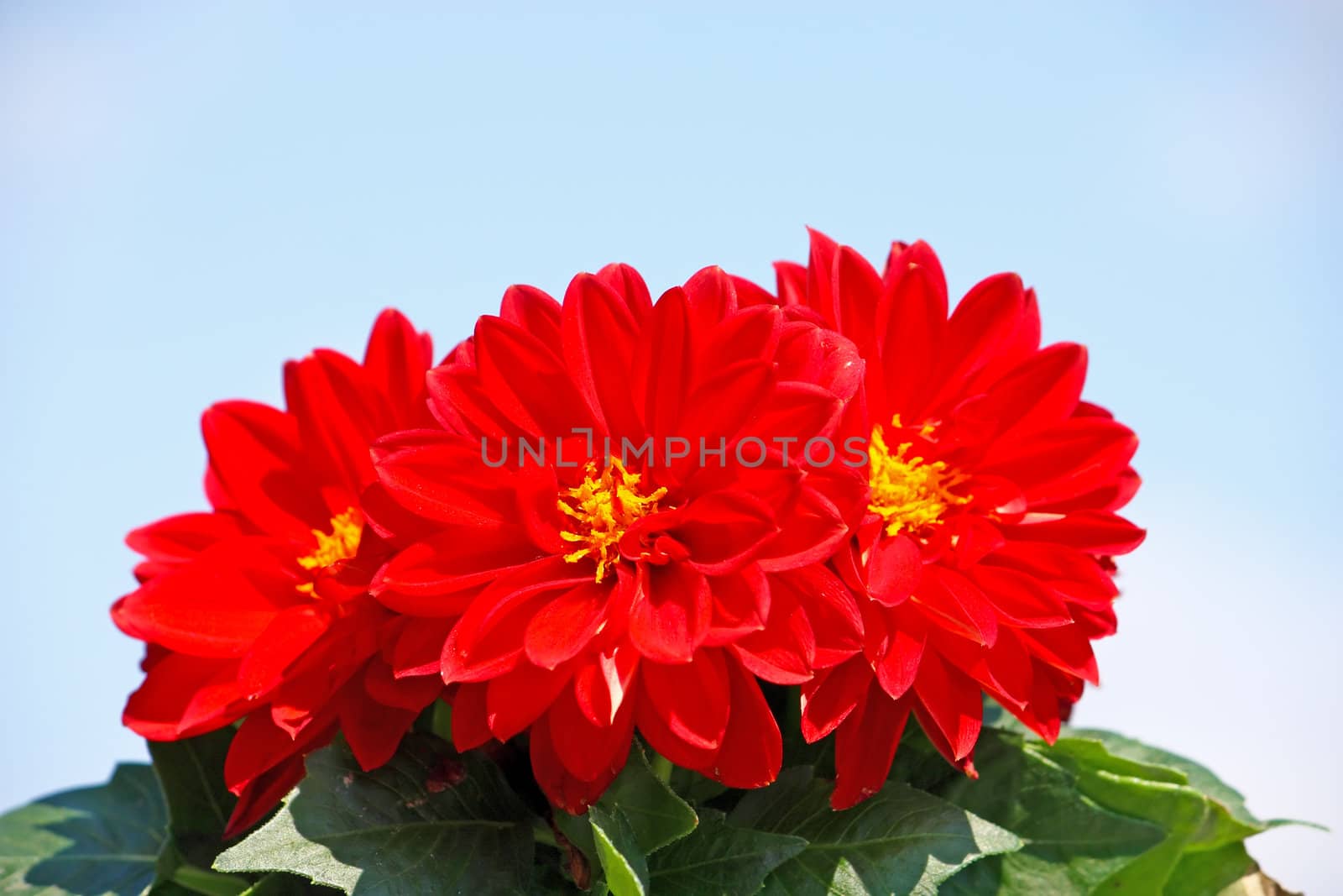 Red dahlia in front of blue sky
