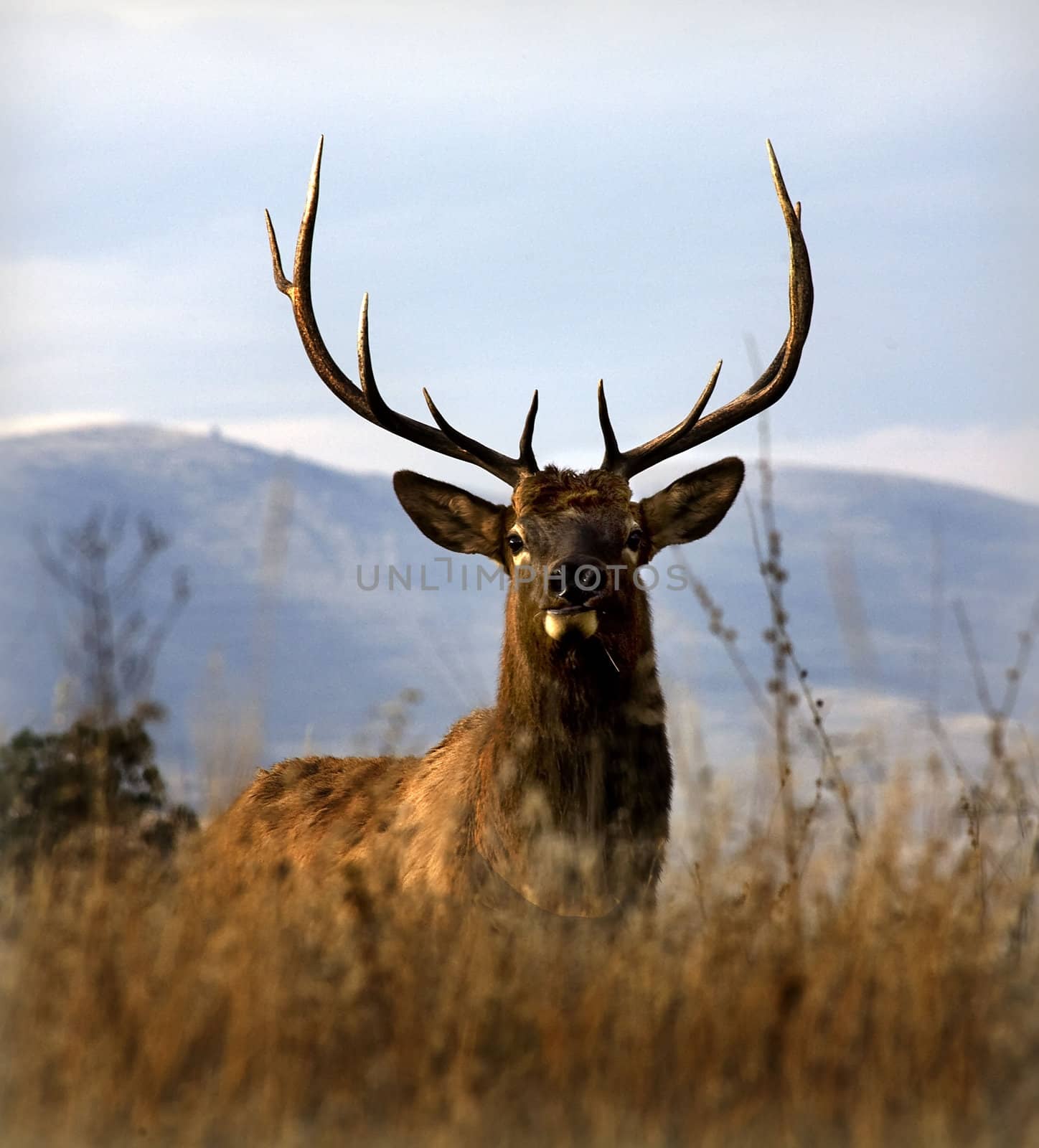 Big Elk with Large Rack of Horns National Bison Range Charlo Montana