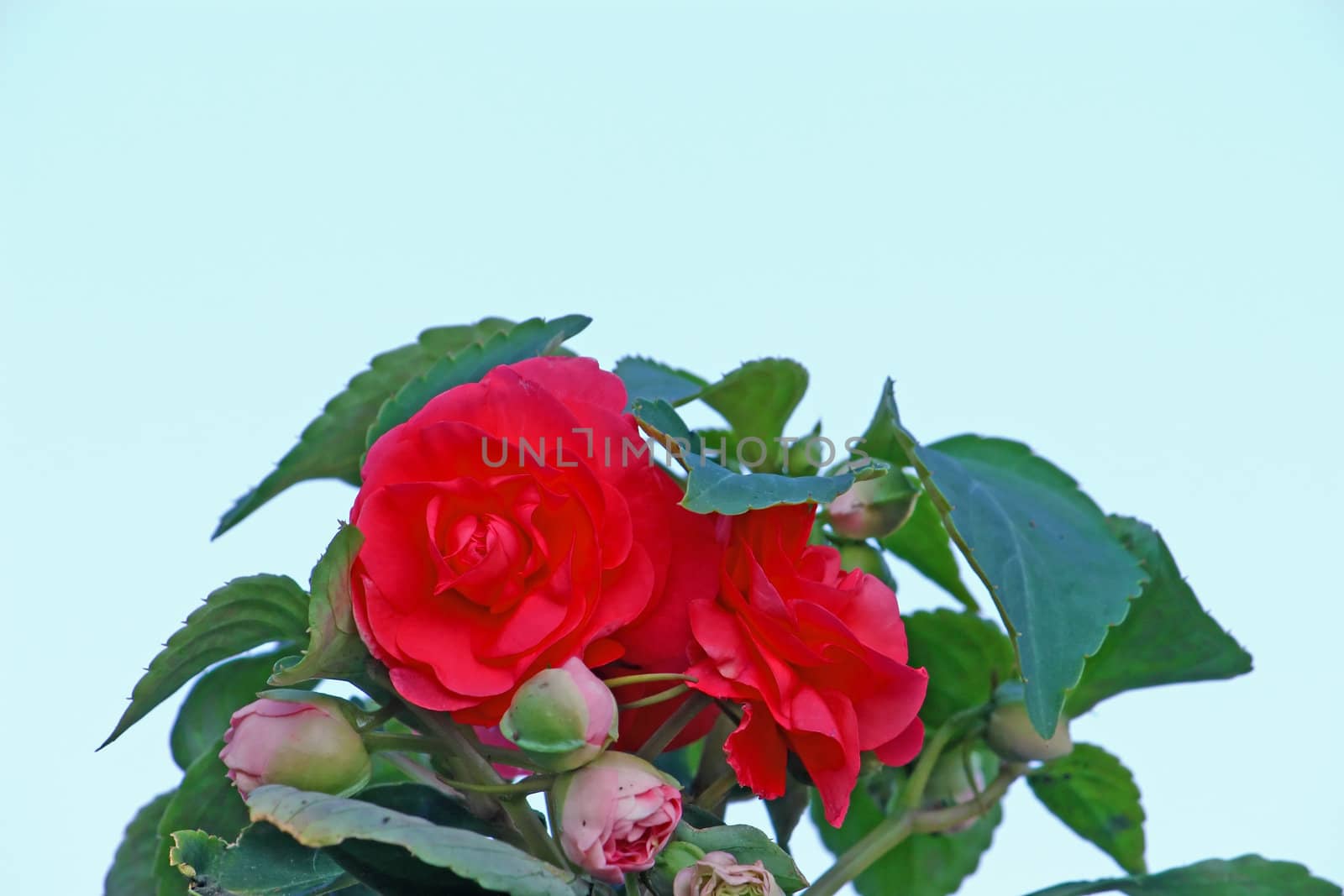 Red Impatiens in front of blue sky