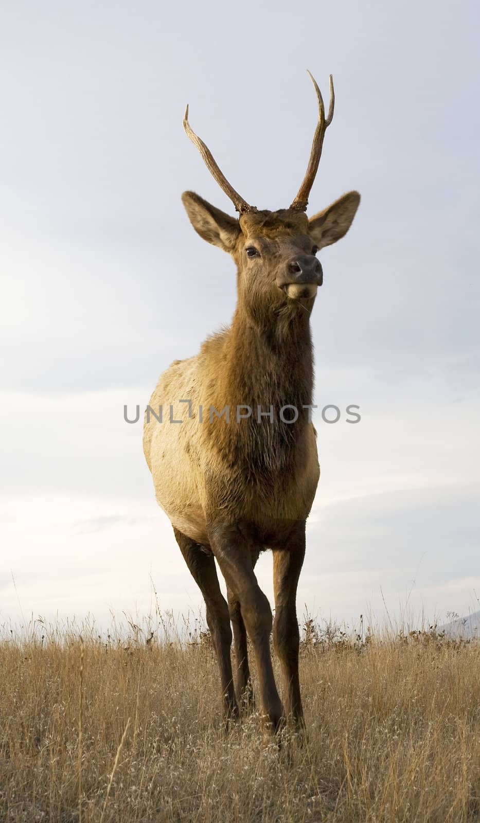 Young Male Elk with Horns National Bison Range Charlo Montana by bill_perry