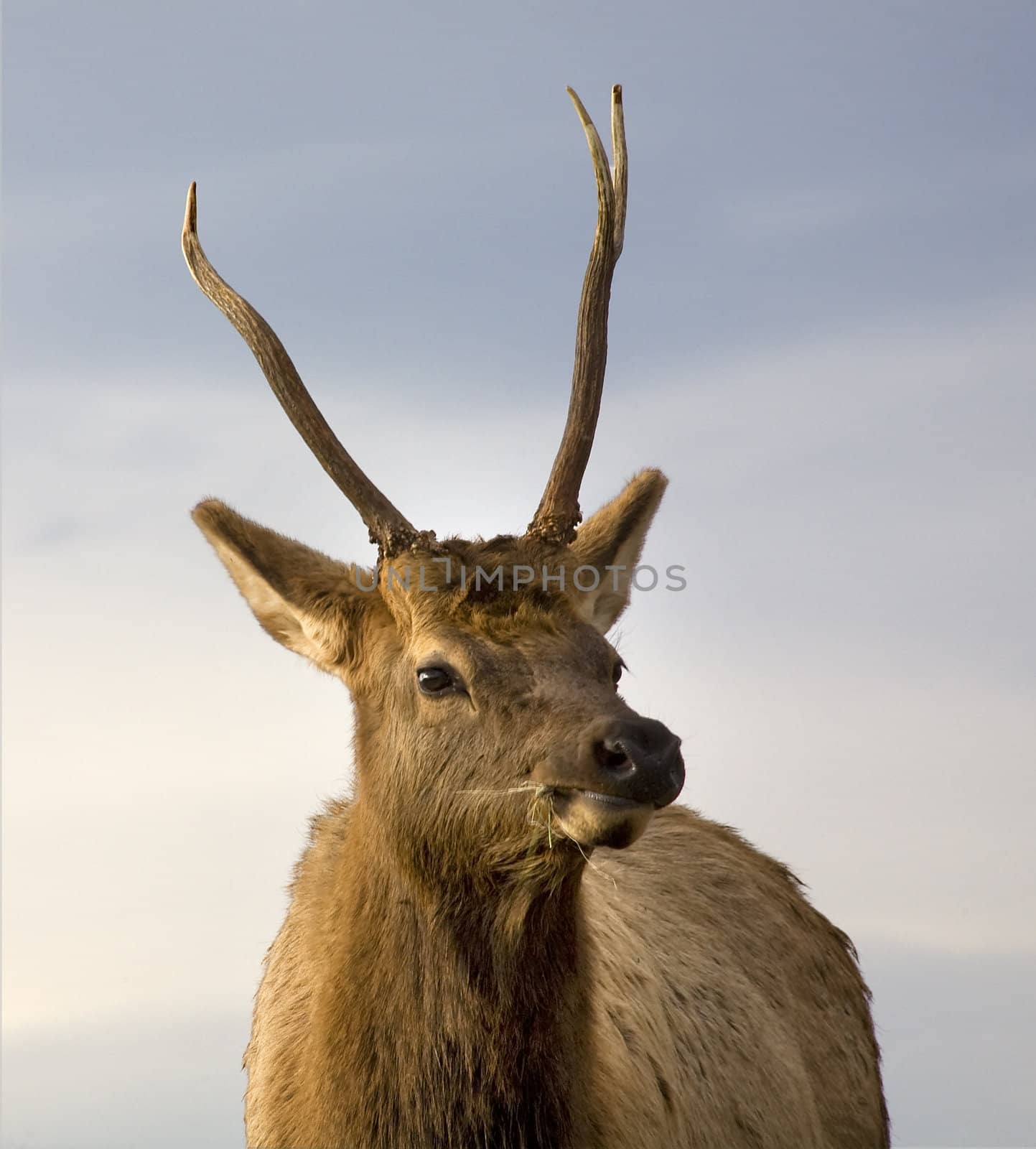 Young Male Elk Close Up  National Bison Range Charlo Montana by bill_perry