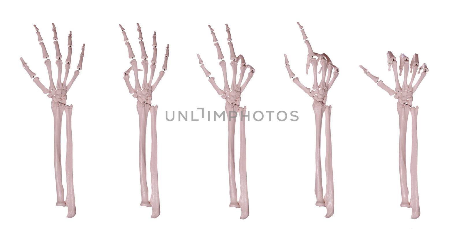 skeleton hands counting 1-5 by pterwort