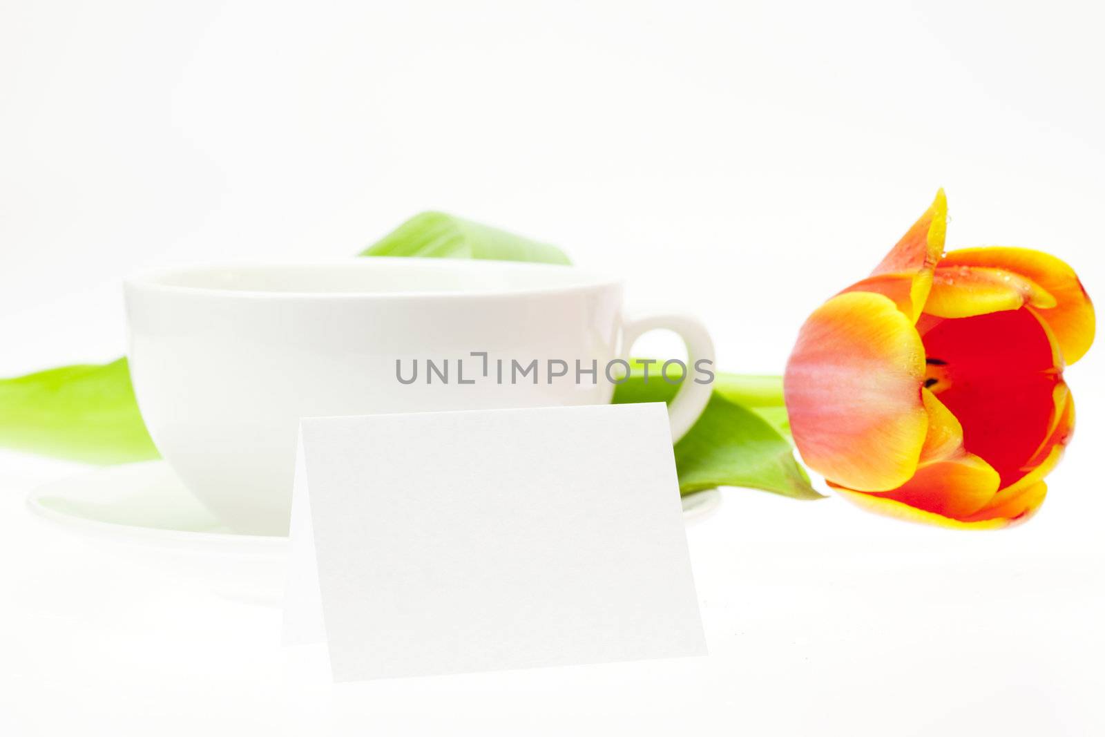 tulip and white mug isolated on white