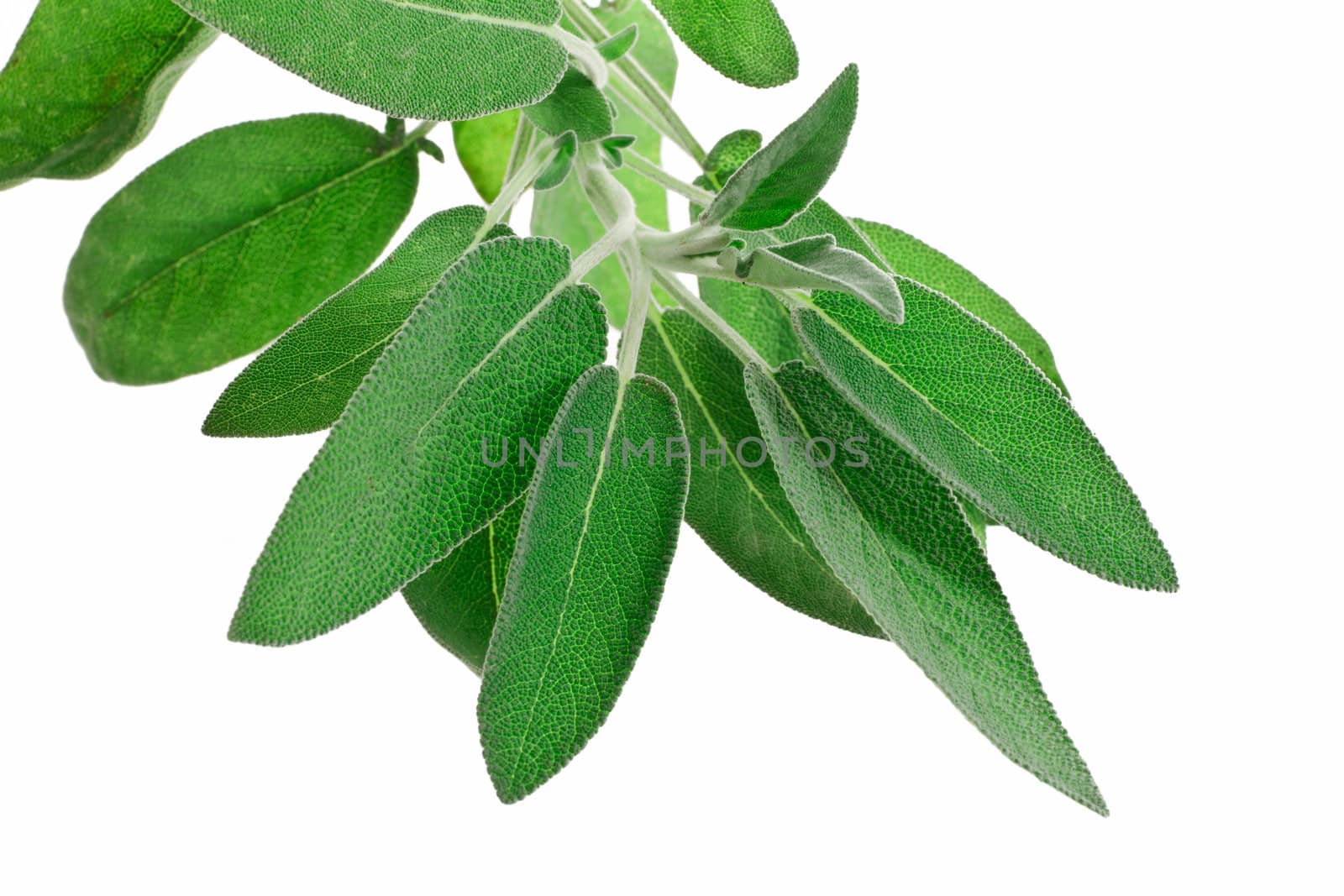 bunch of sage isolated on white background