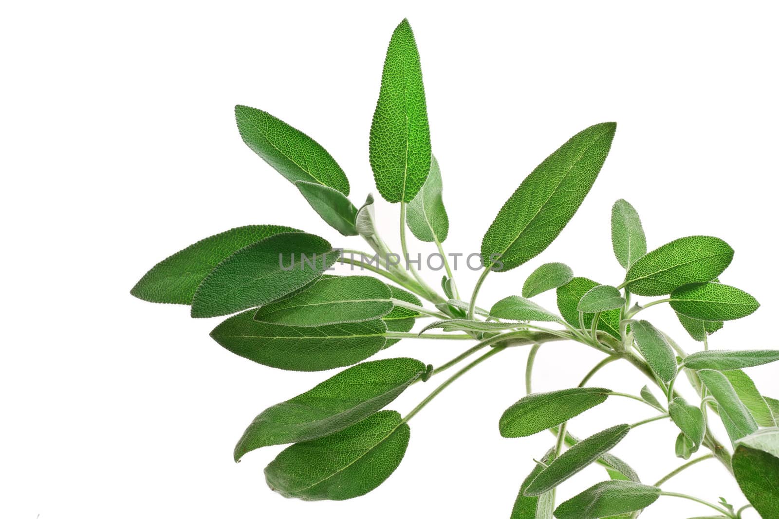 bunch of sage isolated on white background