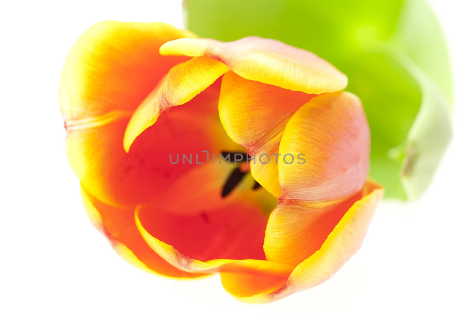 tulip isolated on white by jannyjus