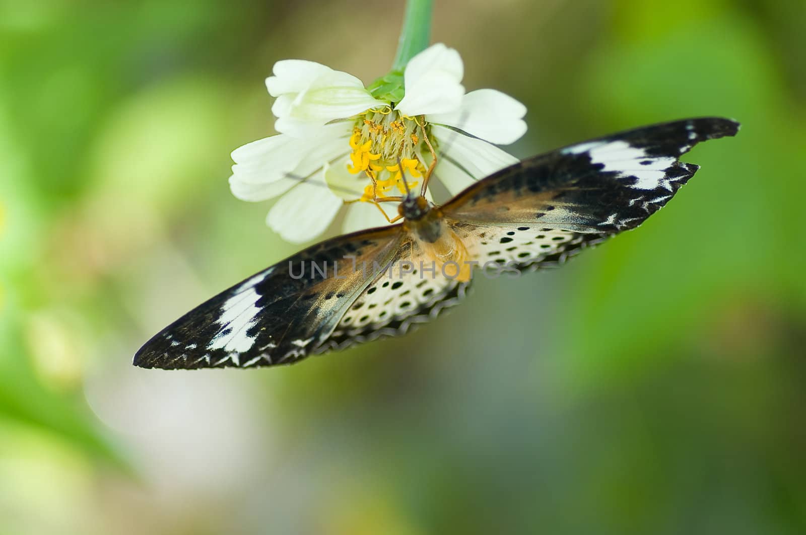 colorful monarch butterfly on  flower