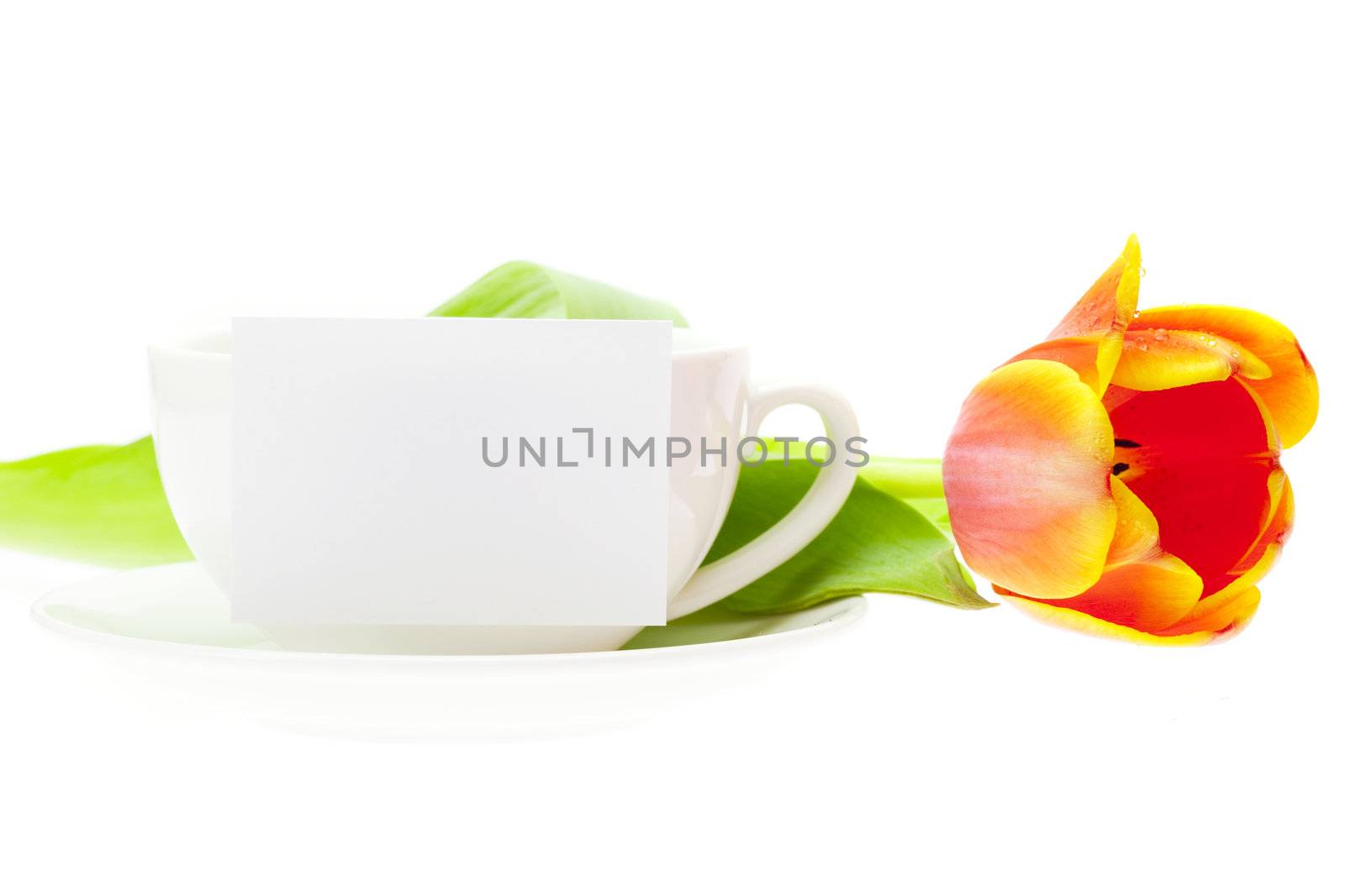 tulip and white mug isolated on white by jannyjus