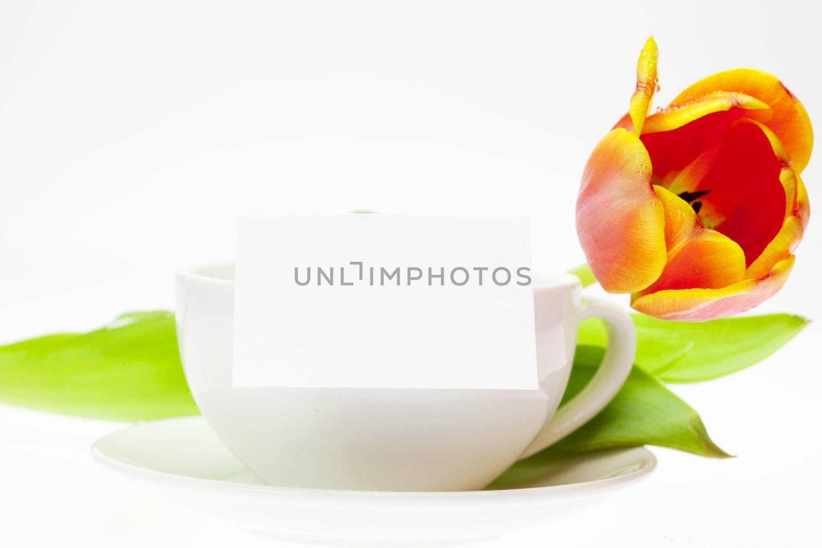 tulip and white mug isolated on white by jannyjus