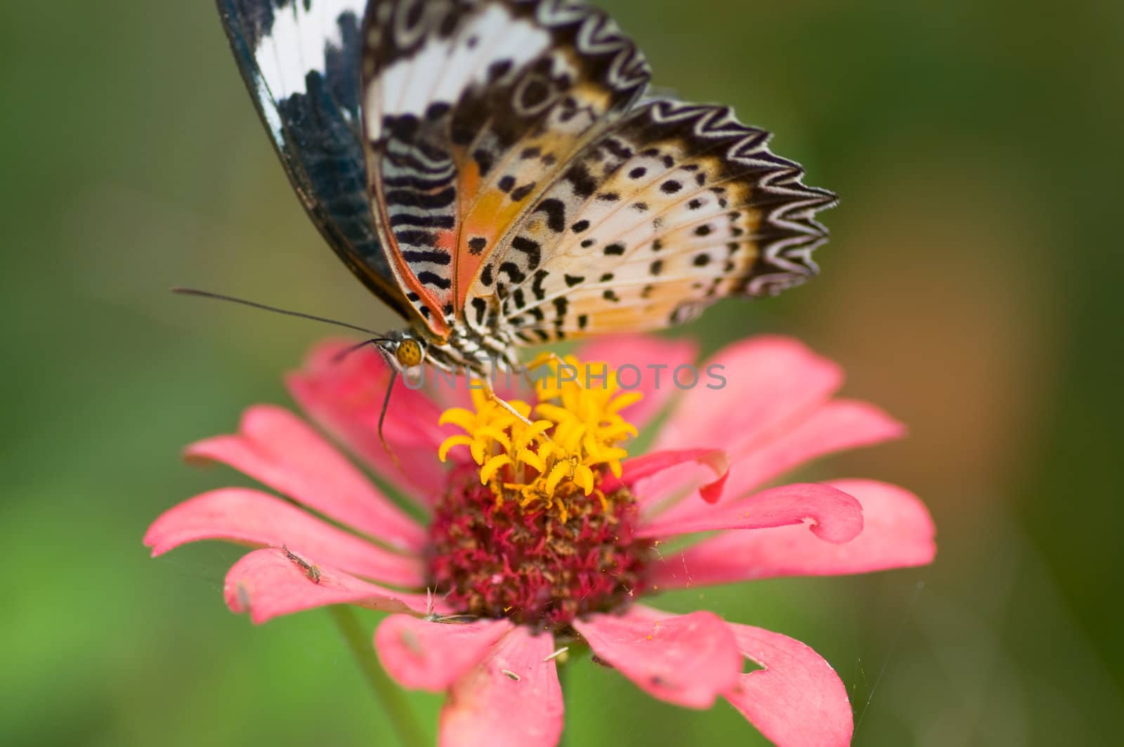 colorful monarch butterfly on  flower