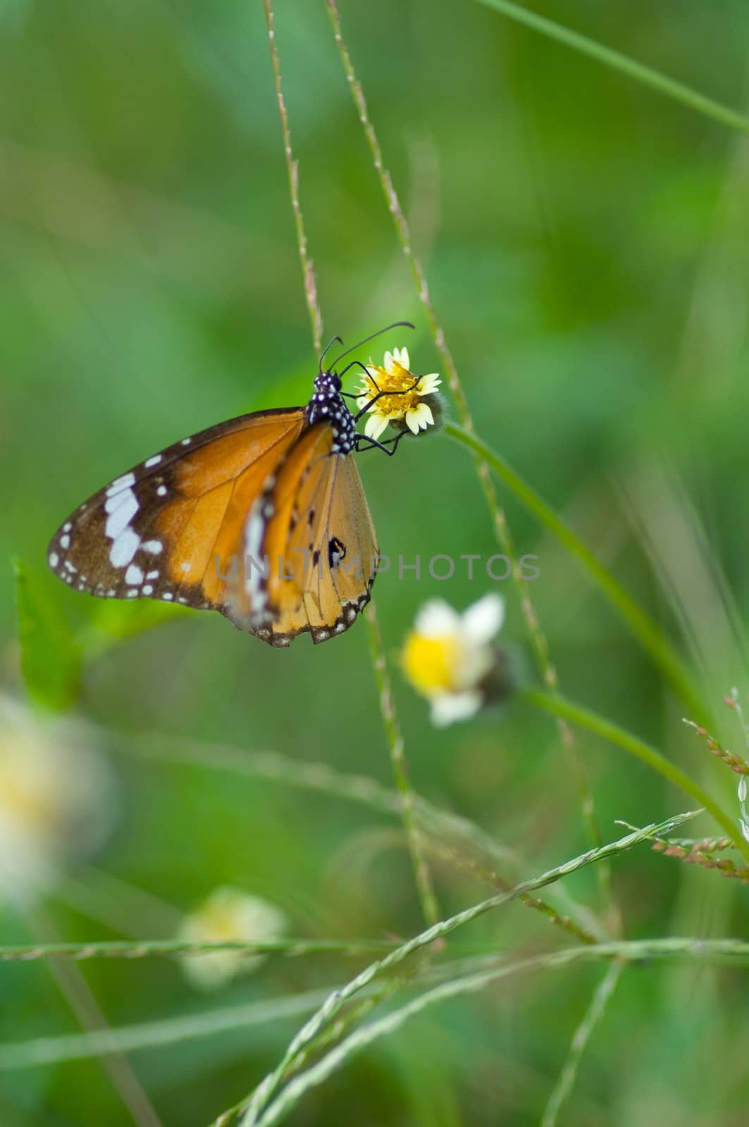 colorful monarch butterfly on  flower