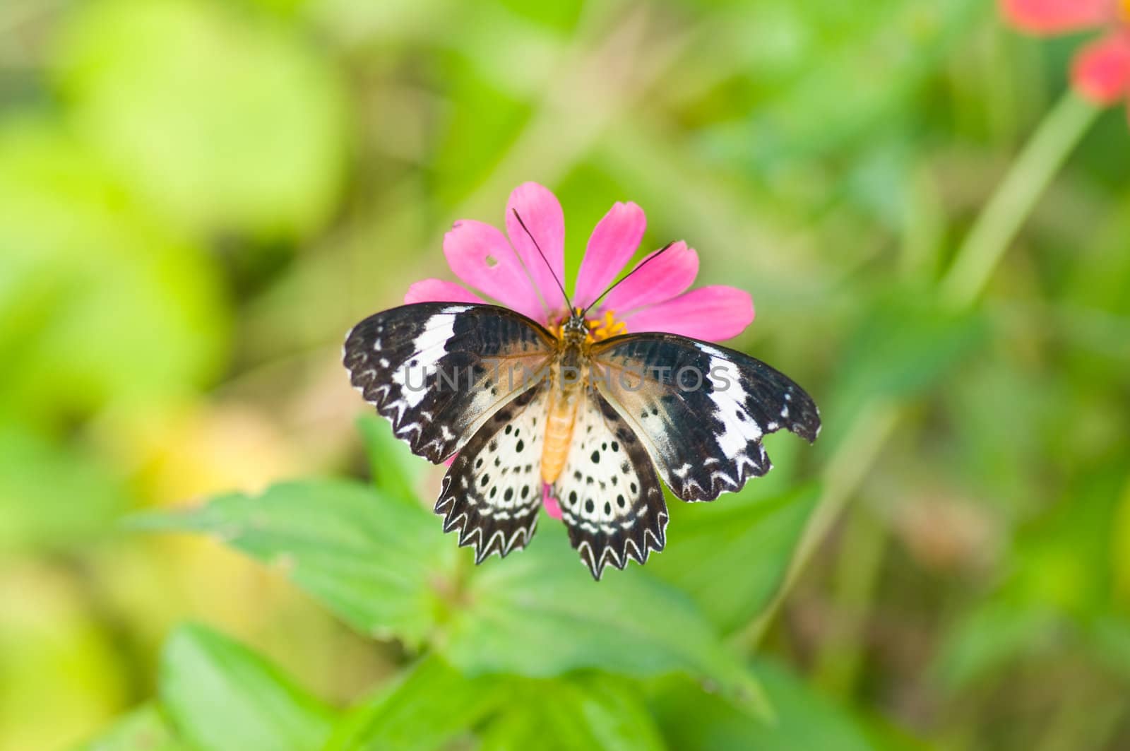 colorful monarch butterfly on  flower