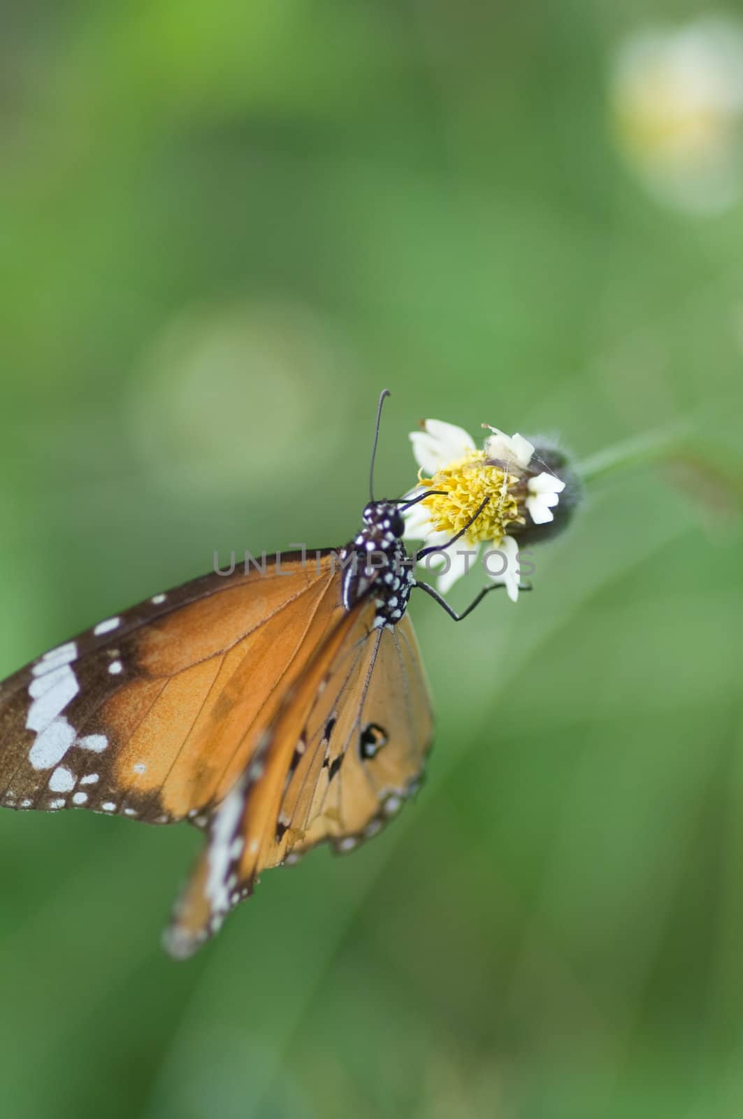 colorful monarch butterfly on  flower