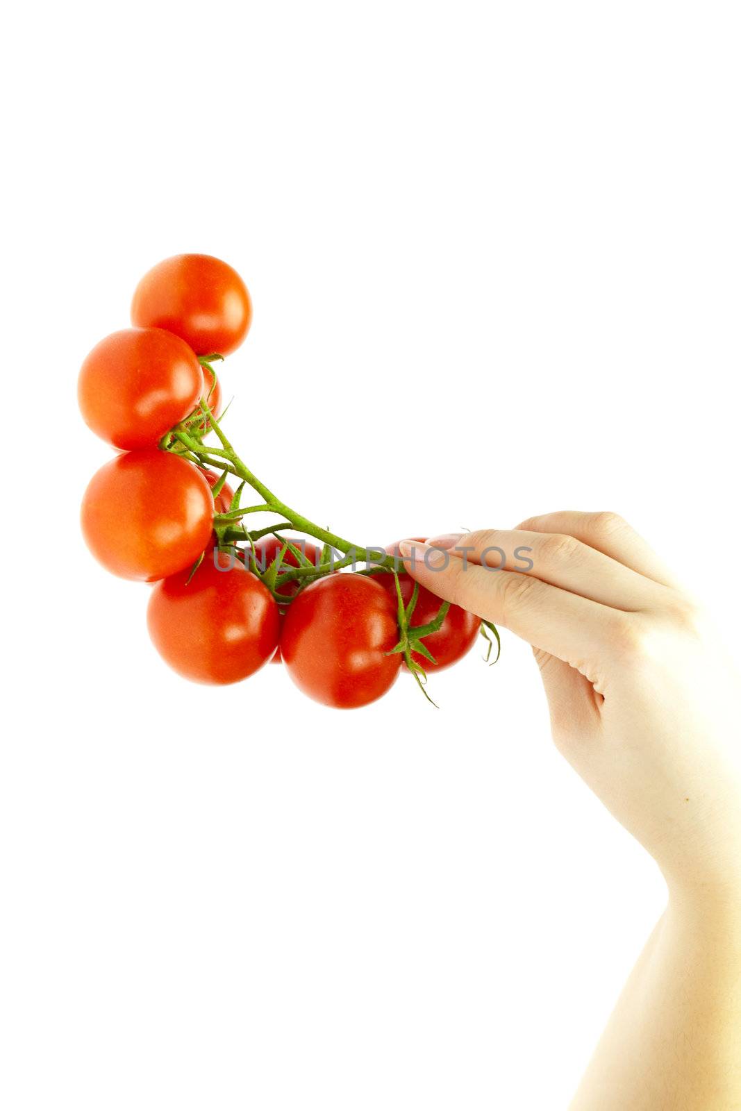 juicy tomatoes in hand isolated on white