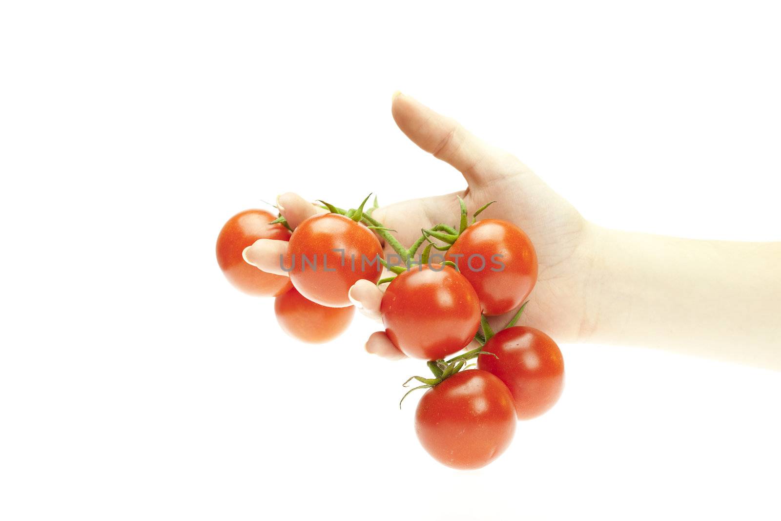 tomatoes in hand isolated on white