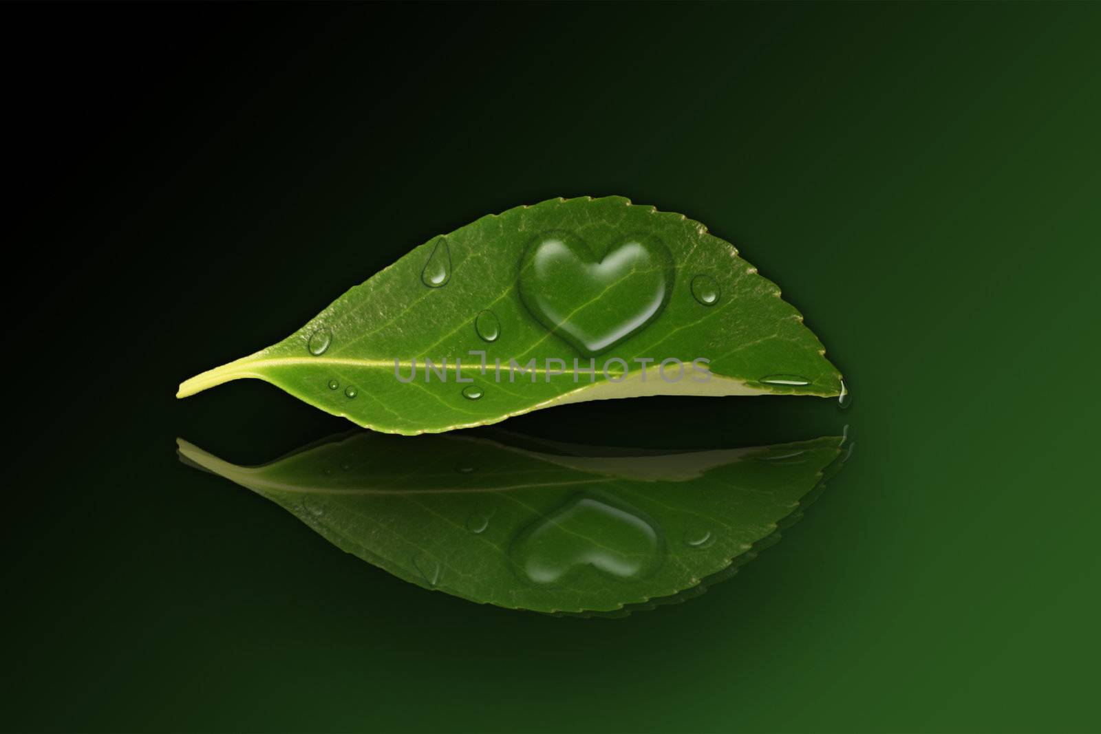 A green leaf with a heart shape droplet on a reflecting ground.