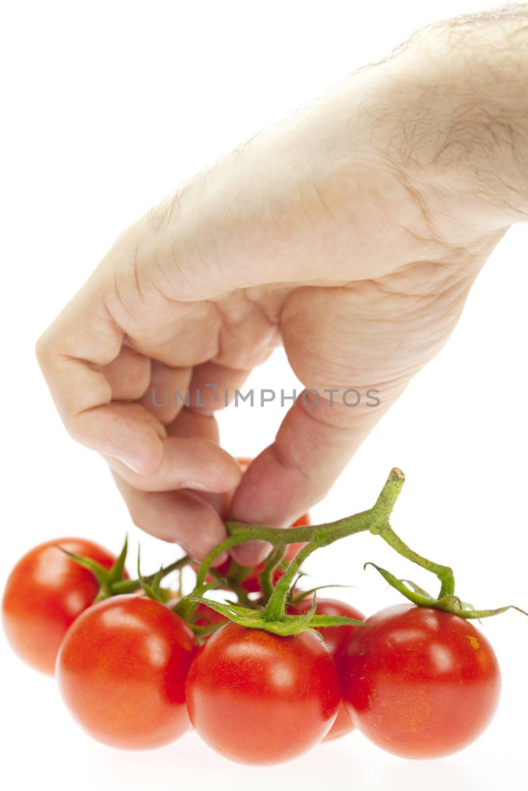 tomatoes in hand isolated on white by jannyjus