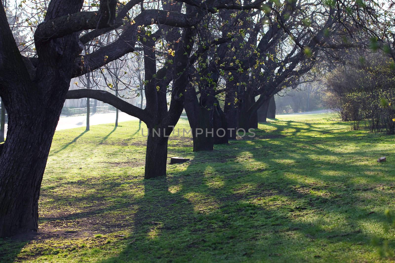 shady green avenue of trees in the park by jannyjus