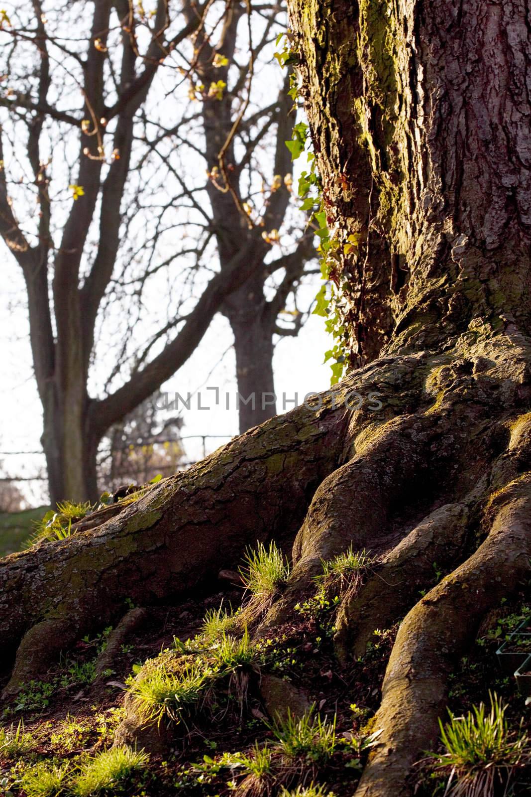 tree trunk overgrown with moss in the sun by jannyjus