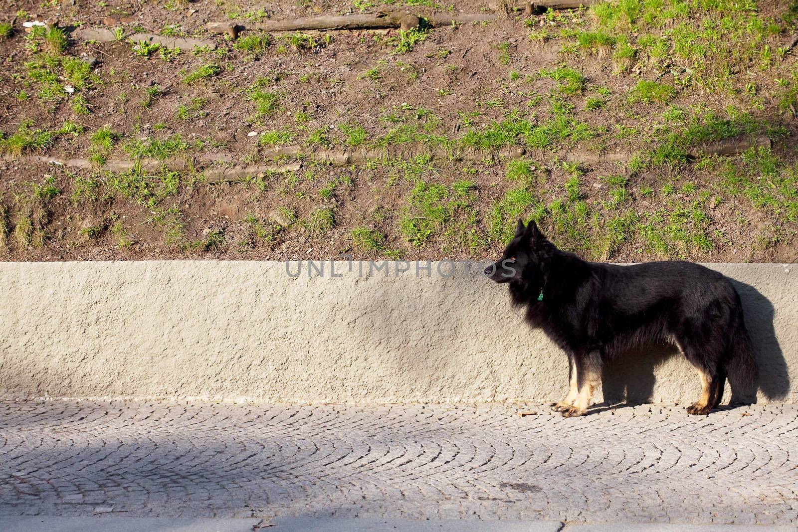 black dog standing on the pavement