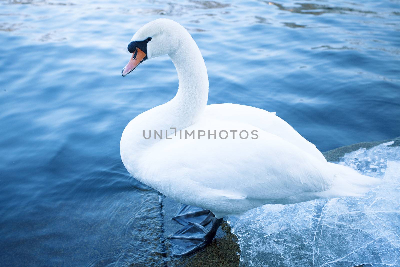 white swan in the water by jannyjus