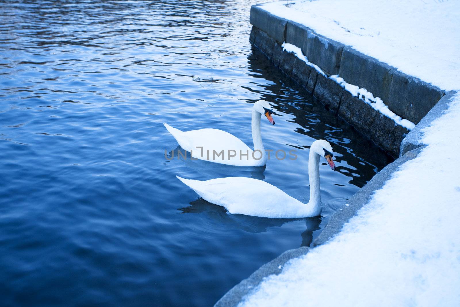 white swan in the water by jannyjus