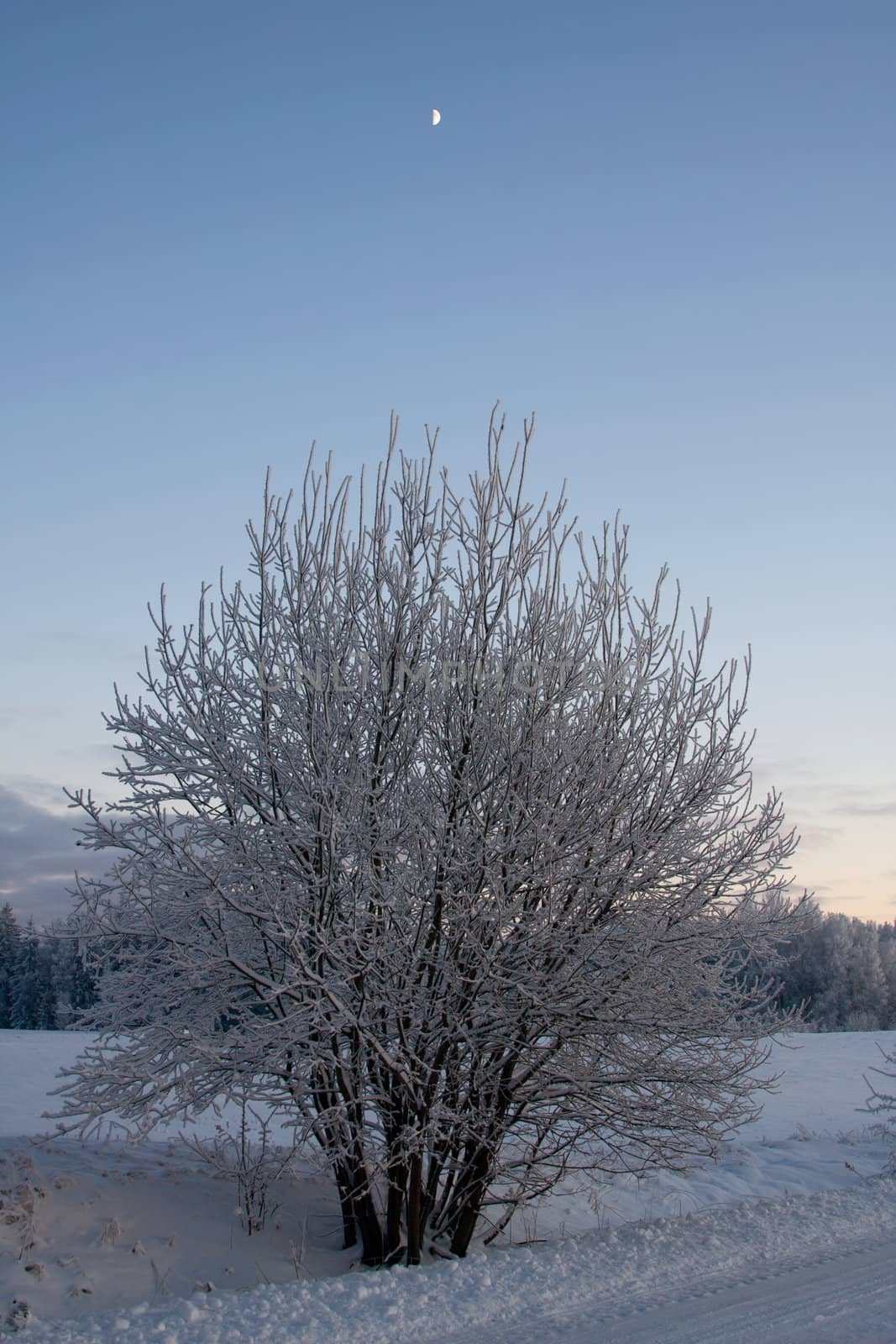 russian winter