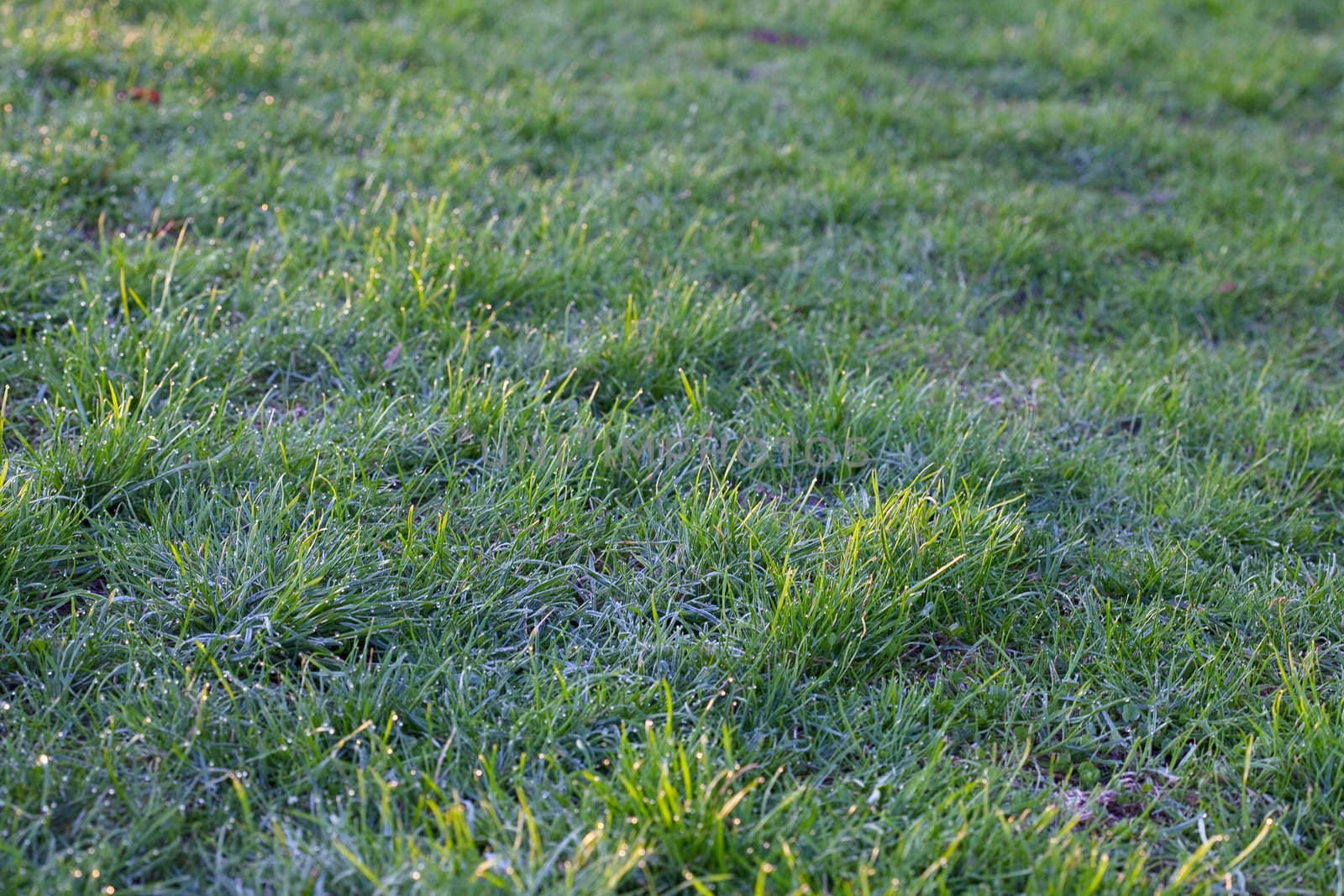 background young grass with dew