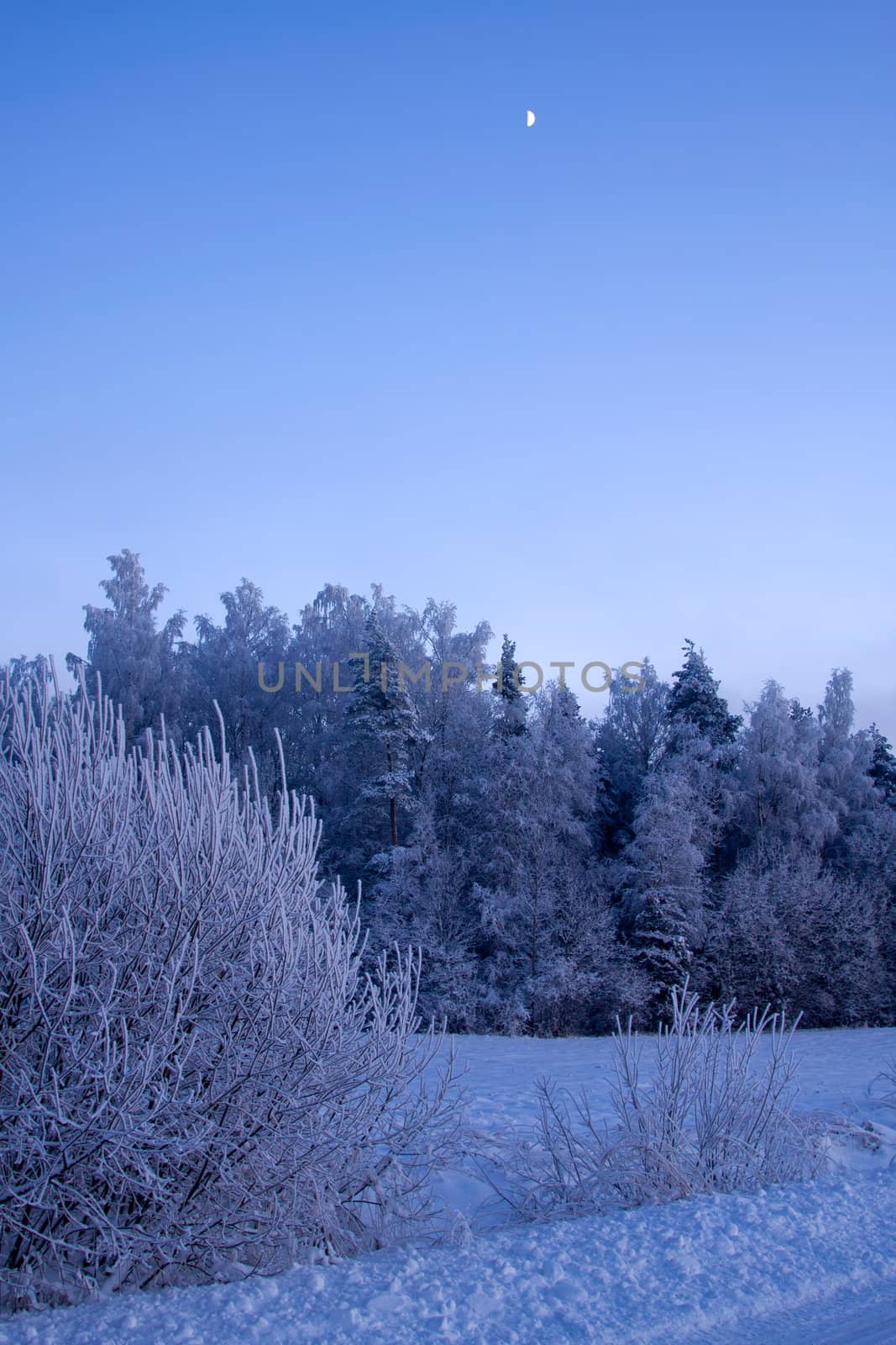 russian winter