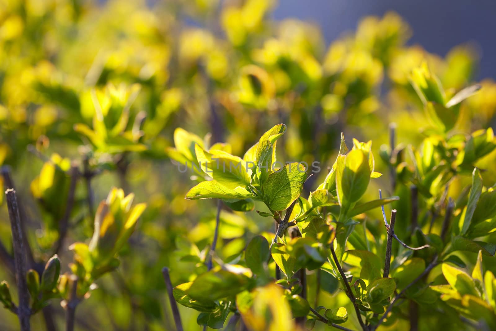 young spring foliage of a sun drenched