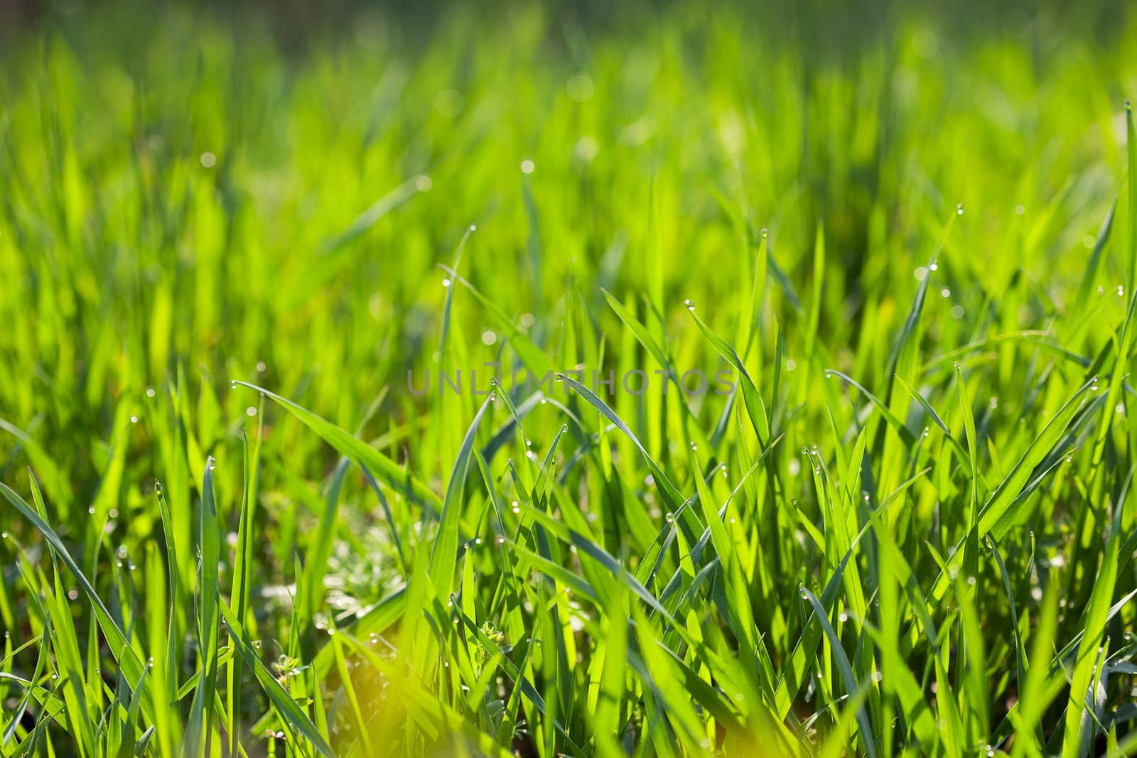 background young grass with dew