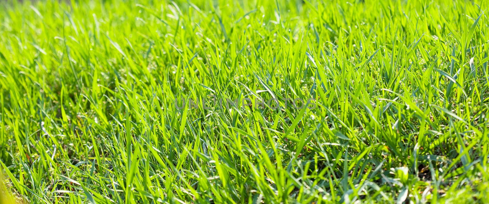 background young grass with dew by jannyjus