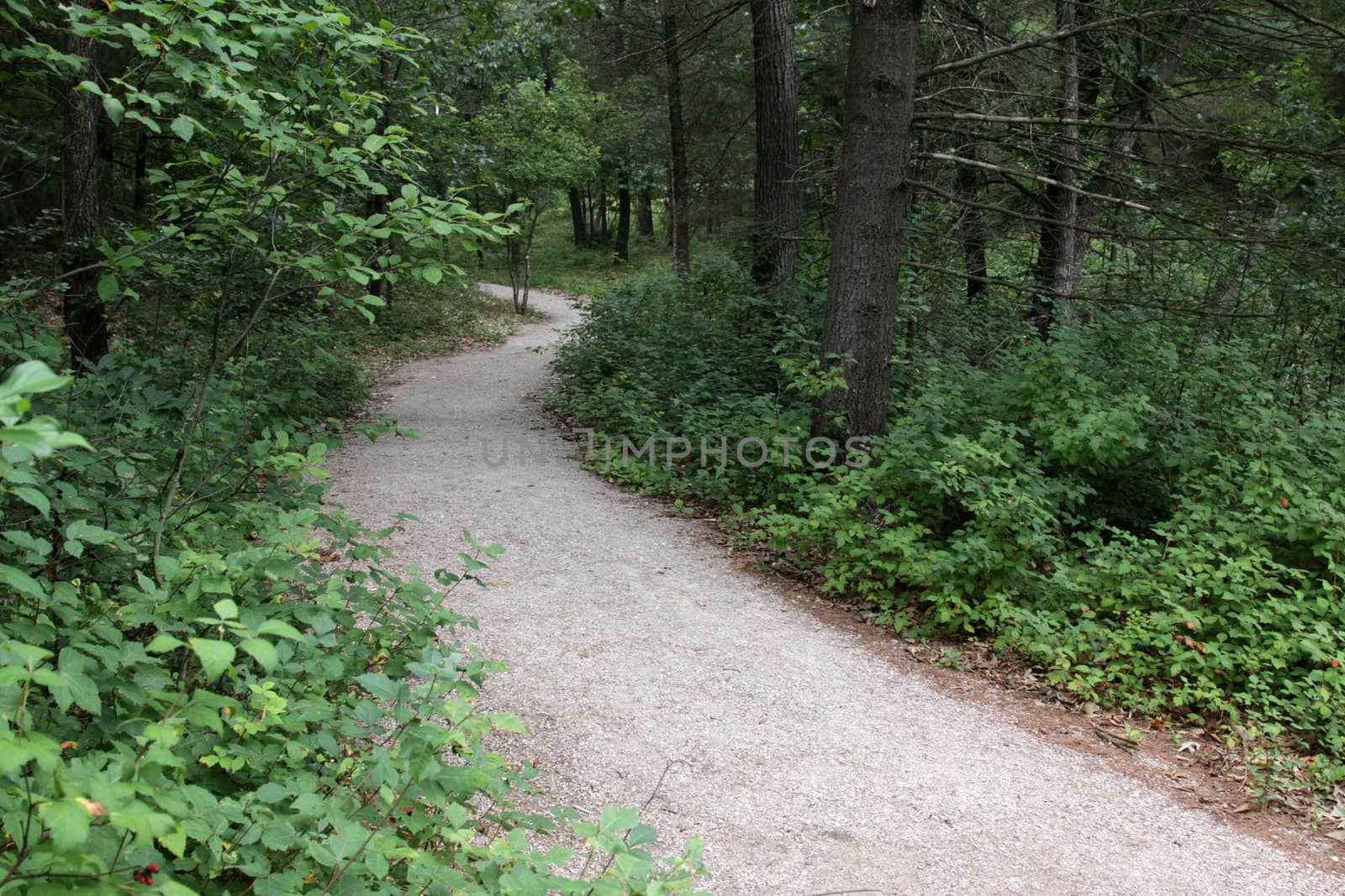 Path in the Pinery by ca2hill