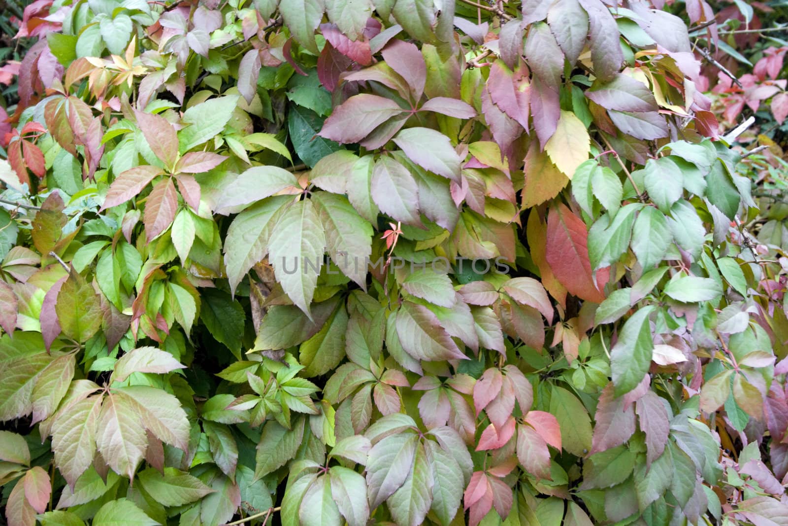 autumn colors of leaves