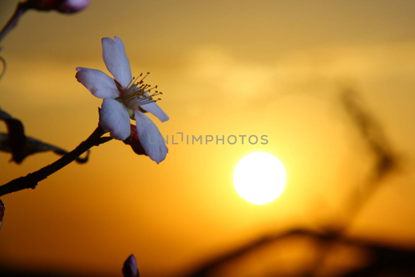 white apricot blossom when sun going down 