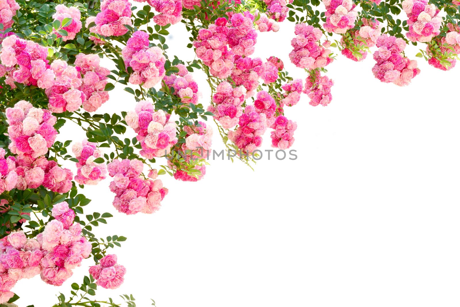 the photo of the beautiful rose flowers isolated on white background