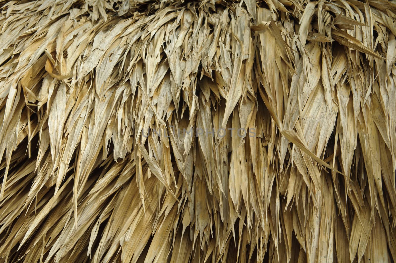 Thatch Roof