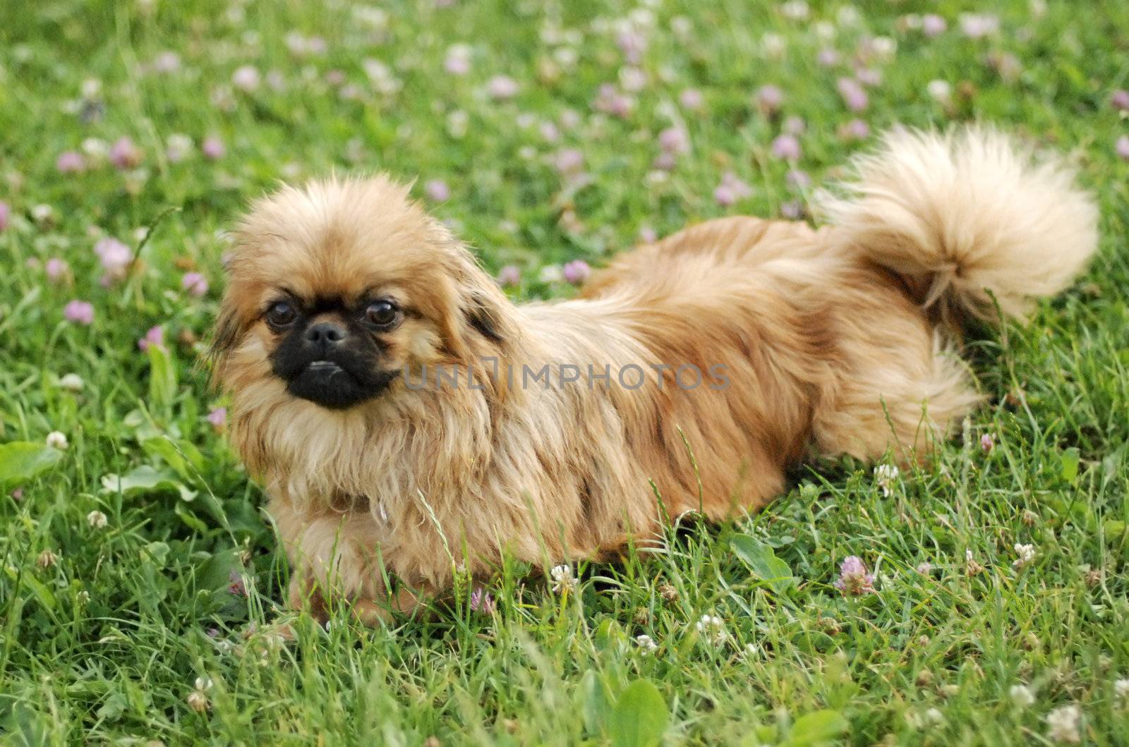 brown dog sitting on green grass background