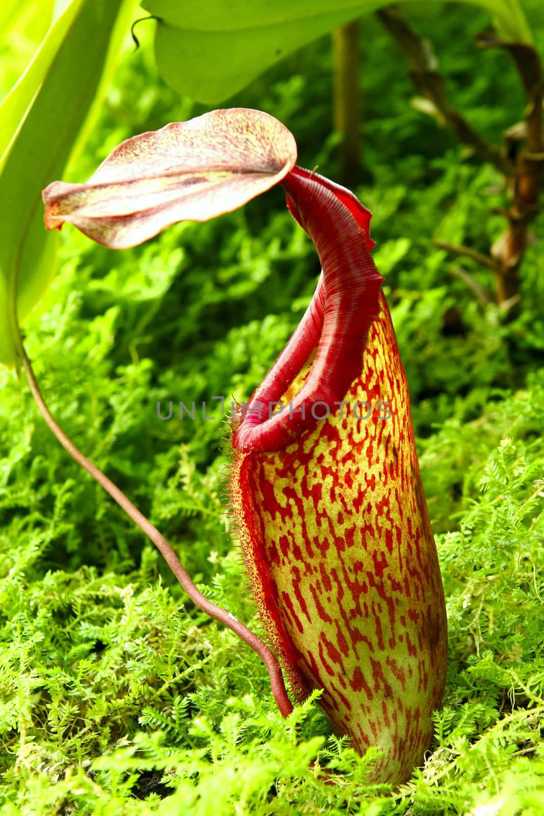 Nepenthe tropical carnivore plant 